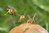 Wespenumsiedlung Naturschutzmassnahme